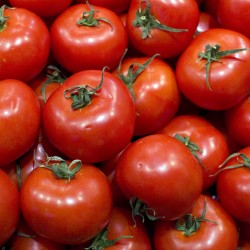 tomates-brevet